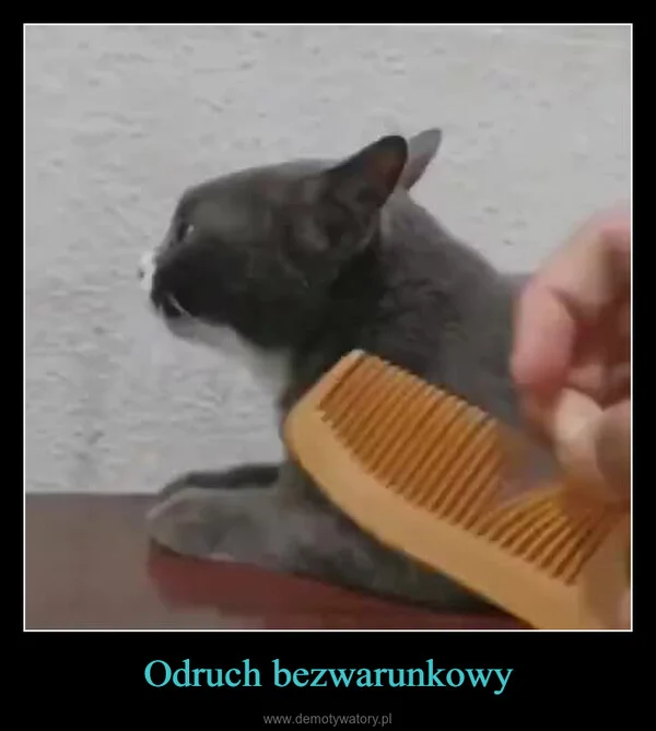 
    Odruch bezwarunkowy