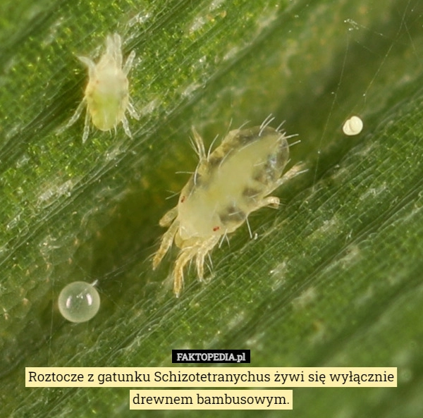 
    Roztocze z gatunku Schizotetranychus żywi się wyłącznie drewnem bambusowym.