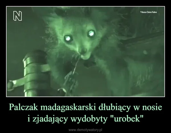 
    Palczak madagaskarski dłubiący w nosie i zjadający wydobyty 
