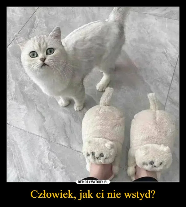 
    Człowiek, jak ci nie wstyd?