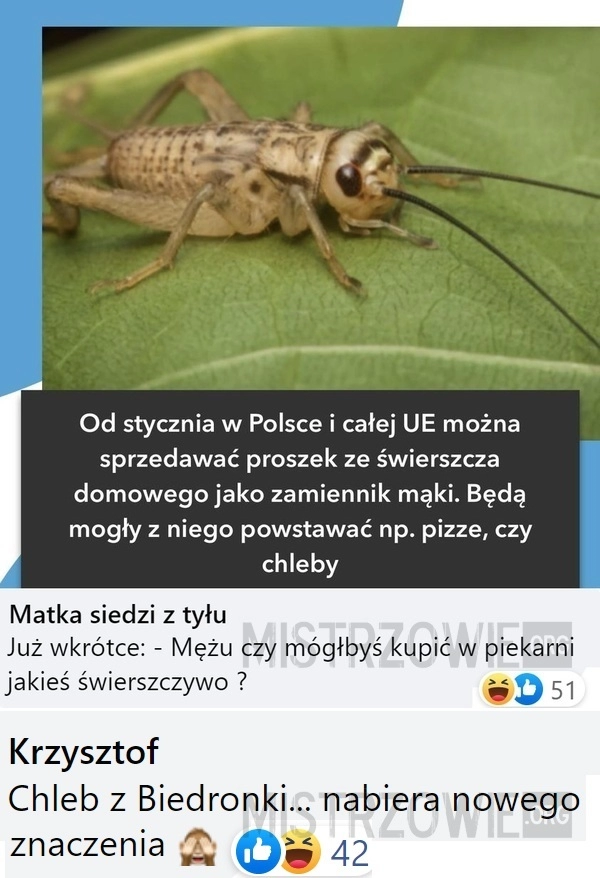 
    Proszek