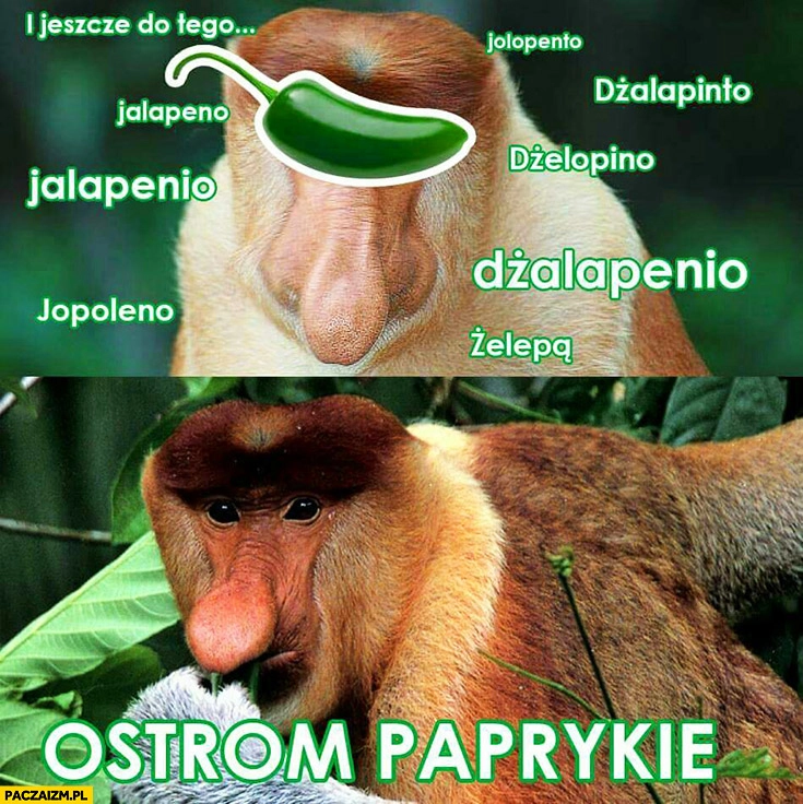 
    Jalapeno dżalapenio żelepą ostrą paprykę typowy Polak nosacz małpa