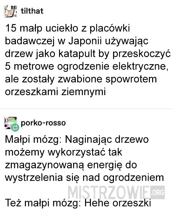 
    Małpy