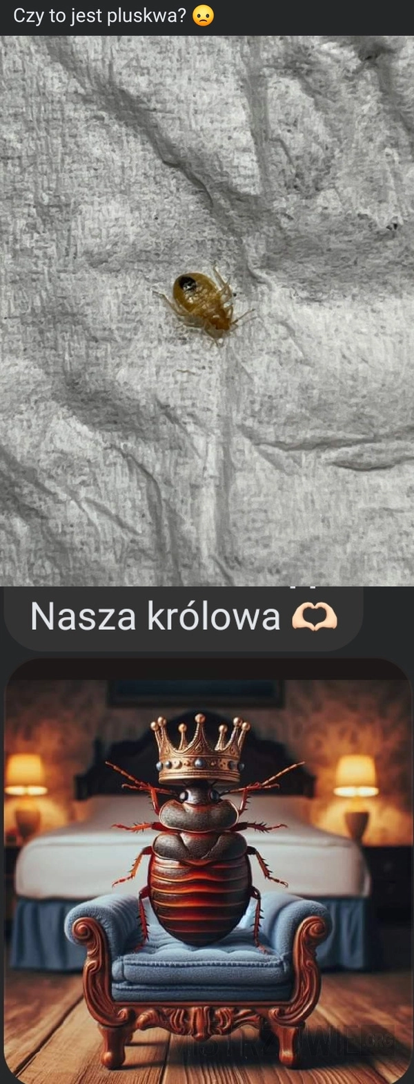 
    Nasza królowa