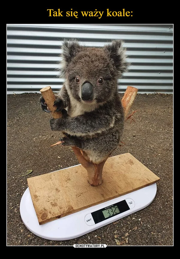 
    Tak się waży koale: