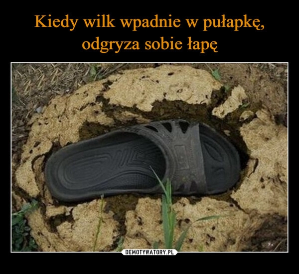 
    Kiedy wilk wpadnie w pułapkę, odgryza sobie łapę