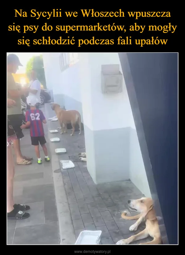
    Na Sycylii we Włoszech wpuszcza się psy do supermarketów, aby mogły się schłodzić podczas fali upałów