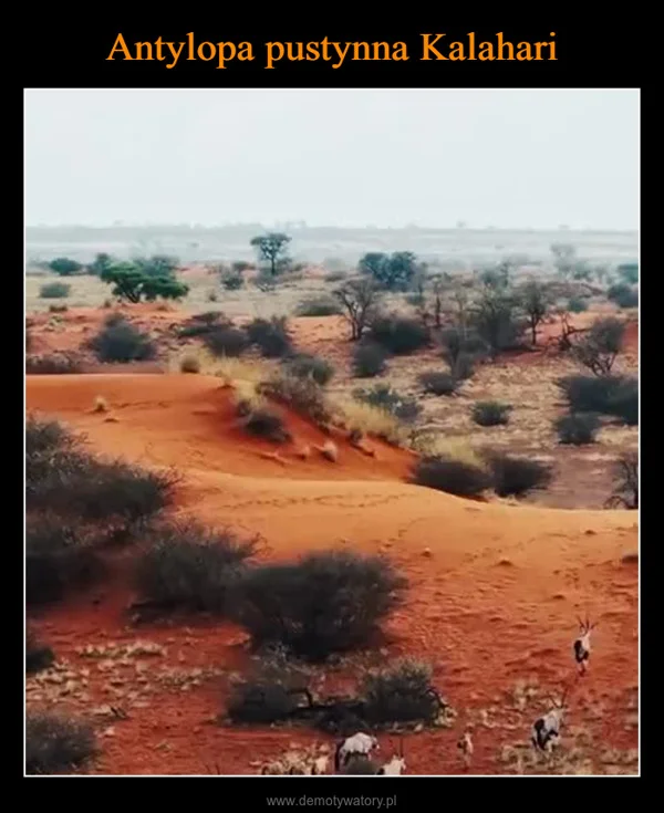 
    Antylopa pustynna Kalahari