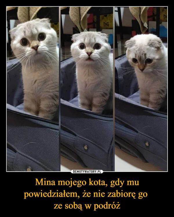 
    Mina mojego kota, gdy mu powiedziałem, że nie zabiorę go ze sobą w podróż