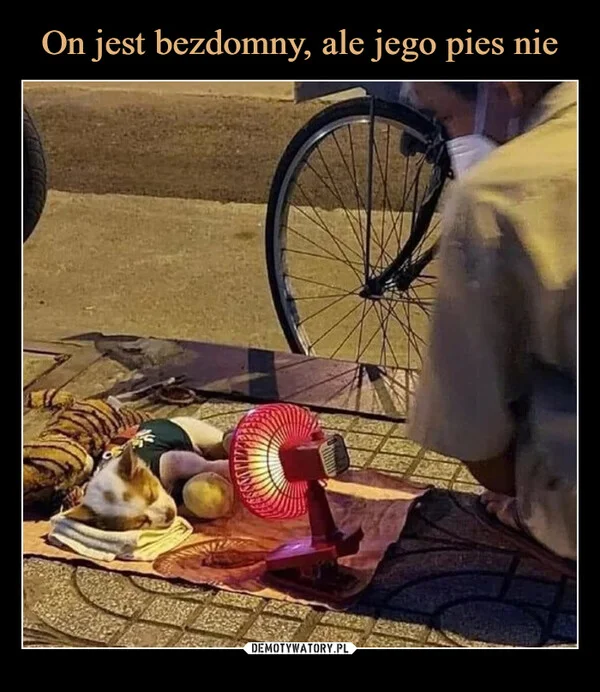 On jest bezdomny, ale jego pies nie