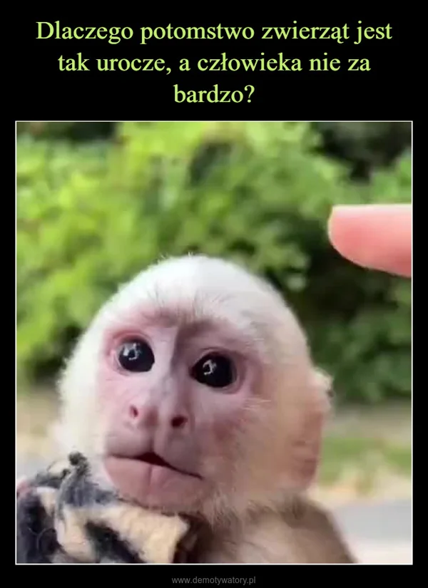 
    Dlaczego potomstwo zwierząt jest tak urocze, a człowieka nie za bardzo?