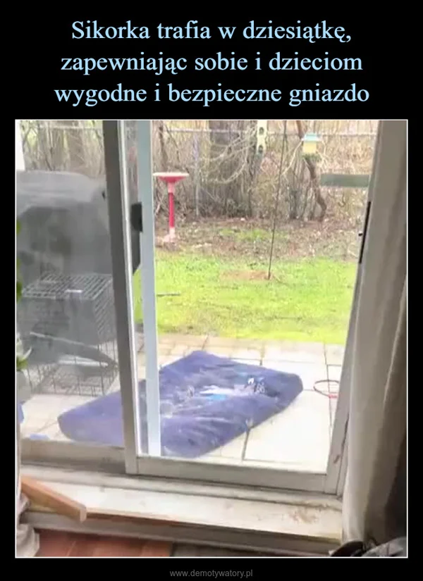 
    Sikorka trafia w dziesiątkę, zapewniając sobie i dzieciom wygodne i bezpieczne gniazdo