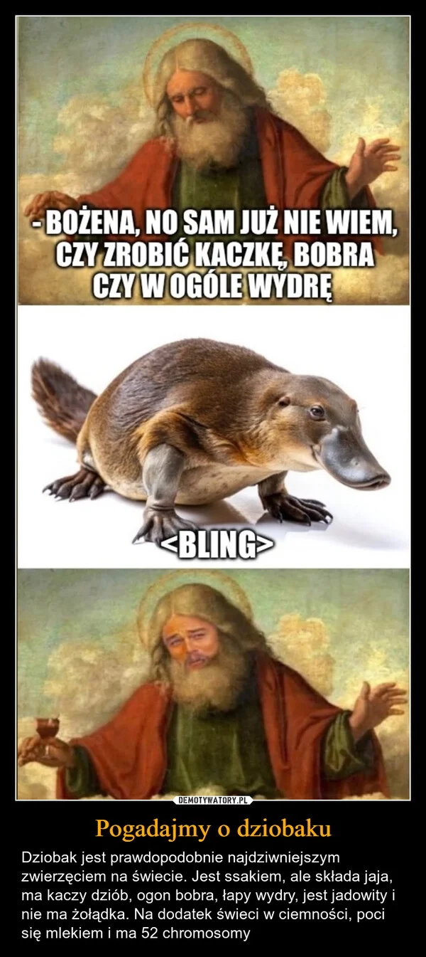 
    Pogadajmy o dziobaku