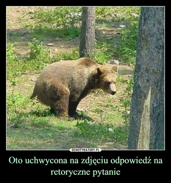 
    Oto uchwycona na zdjęciu odpowiedź na retoryczne pytanie