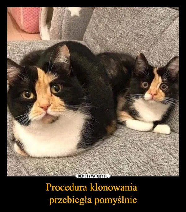 
    Procedura klonowania przebiegła pomyślnie