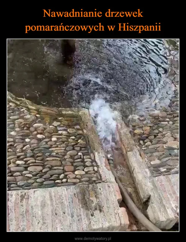 
    Nawadnianie drzewek pomarańczowych w Hiszpanii