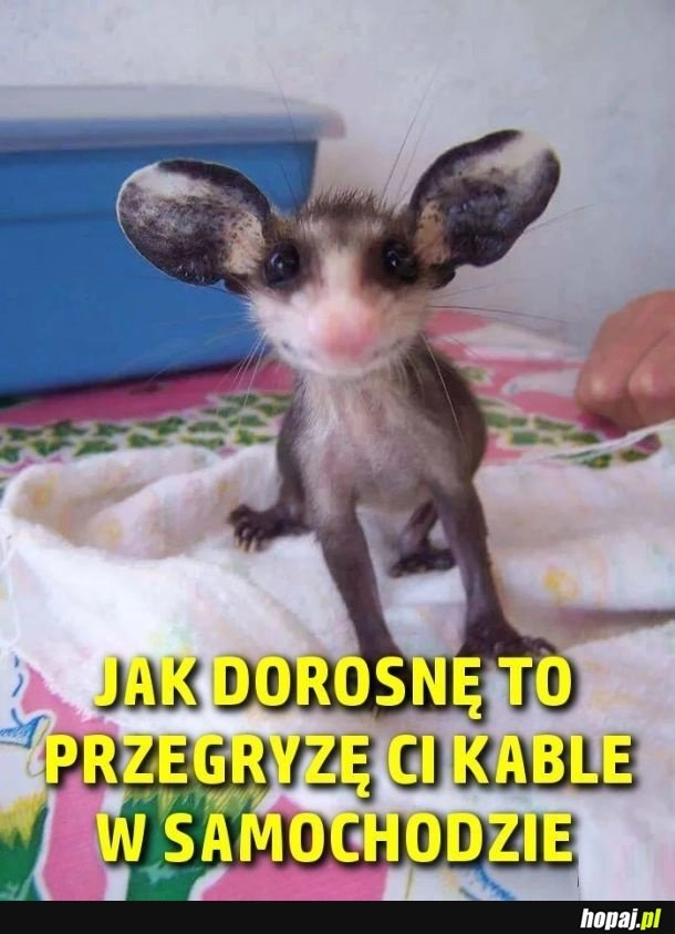 
    Gadzina