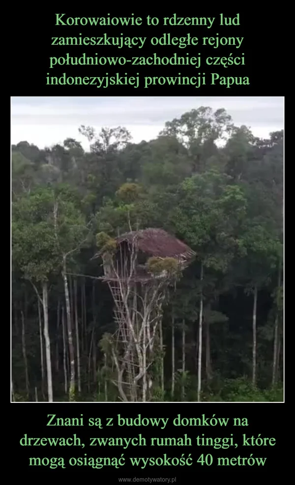 
    Korowaiowie to rdzenny lud zamieszkujący odległe rejony południowo-zachodniej części indonezyjskiej prowincji Papua Znani są z budowy domków na drzewach, zwanych rumah tinggi, które mogą osiągnąć wysokość 40 metrów