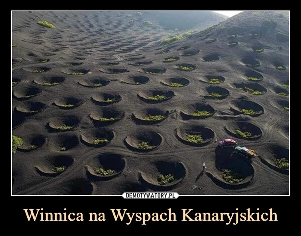 
    Winnica na Wyspach Kanaryjskich