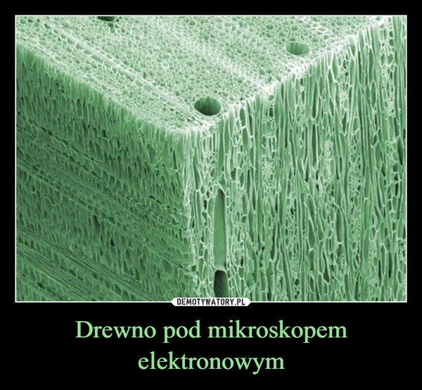 
    Drewno pod mikroskopem elektronowym