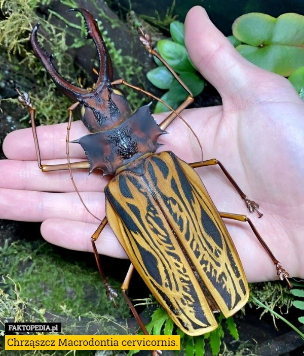 
    Chrząszcz Macrodontia cervicornis.