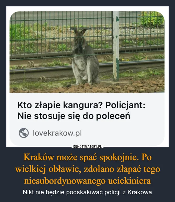 
    Kraków może spać spokojnie. Po wielkiej obławie, zdołano złapać tego niesubordynowanego uciekiniera