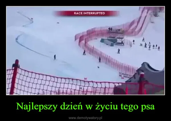 
    Najlepszy dzień w życiu tego psa