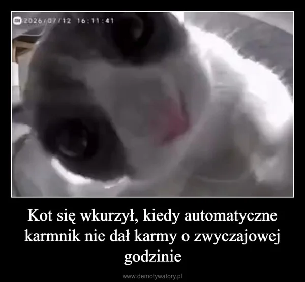 Kot się wkurzył, kiedy automatyczne karmnik nie dał karmy o zwyczajowej godzinie