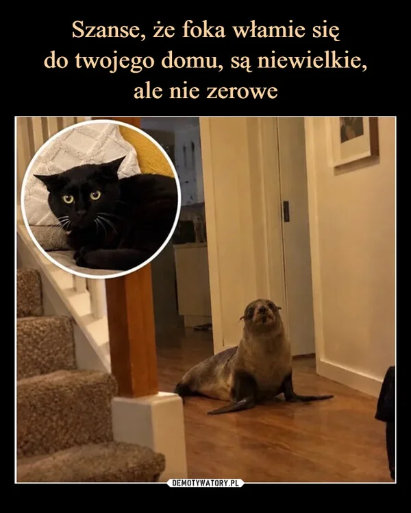 
    Szanse, że foka włamie się do twojego domu, są niewielkie, ale nie zerowe
