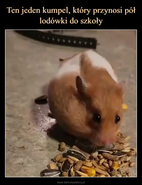 Ten jeden kumpel, który przynosi pół lodówki do szkoły