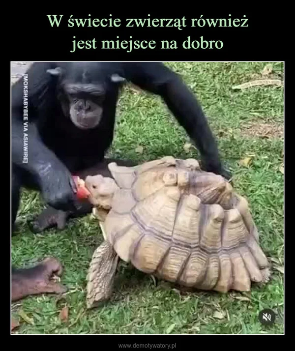 
    W świecie zwierząt również jest miejsce na dobro