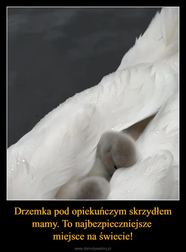 
    Drzemka pod opiekuńczym skrzydłem mamy. To najbezpieczniejsze miejsce na świecie!