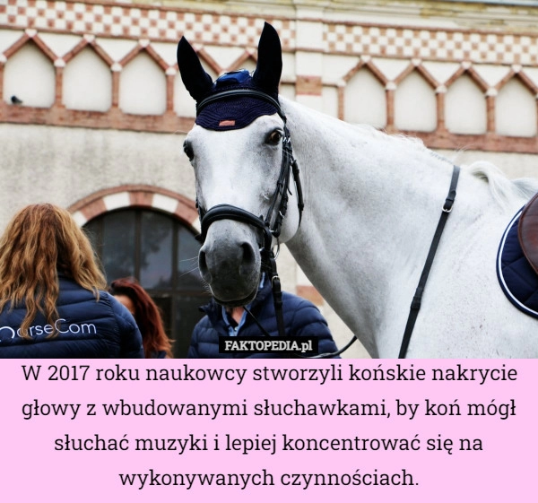 
    W 2017 roku naukowcy stworzyli końskie nakrycie głowy z wbudowanymi słuchawkami,