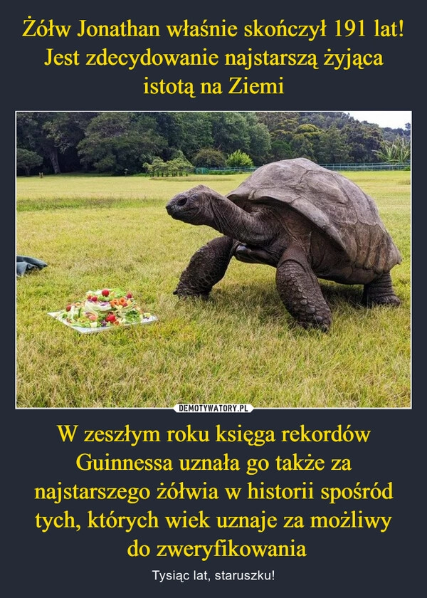 
    Żółw Jonathan właśnie skończył 191 lat! Jest zdecydowanie najstarszą żyjąca istotą na Ziemi W zeszłym roku księga rekordów Guinnessa uznała go także za najstarszego żółwia w historii spośród tych, których wiek uznaje za możliwy
 do zweryfikowania