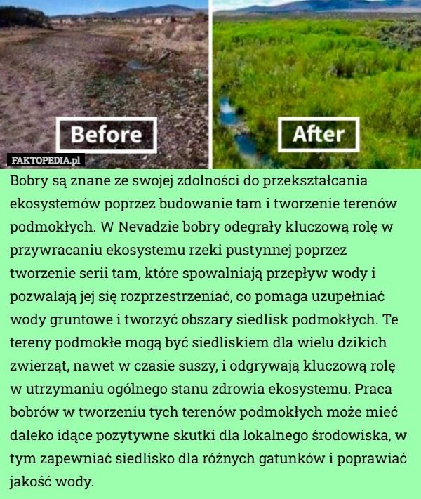 
    Bobry są znane ze swojej zdolności do przekształcania ekosystemów poprzez