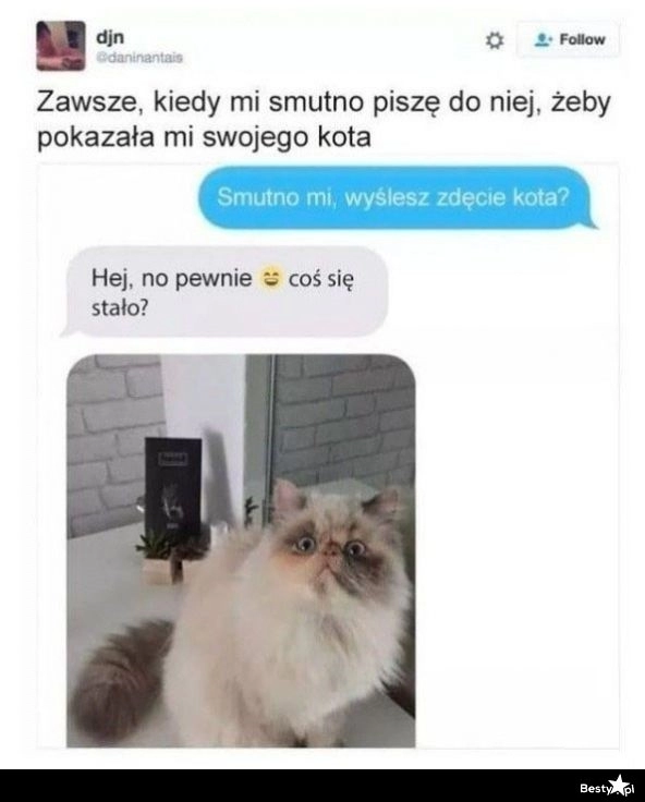 
    Zdjęcie kota na pocieszenie 