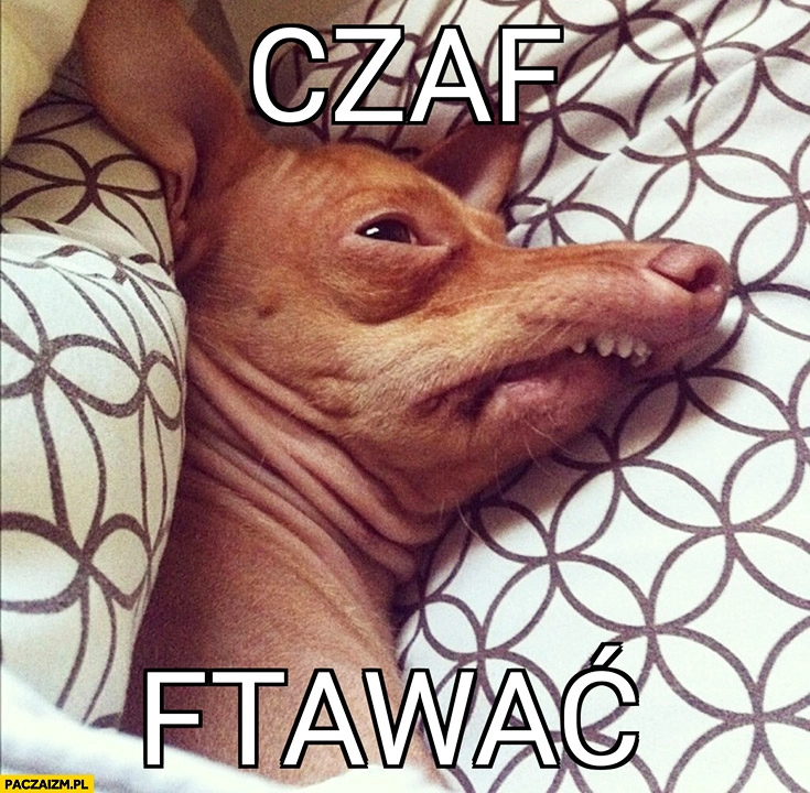 
    Czaf ftawac pies czas wstawać