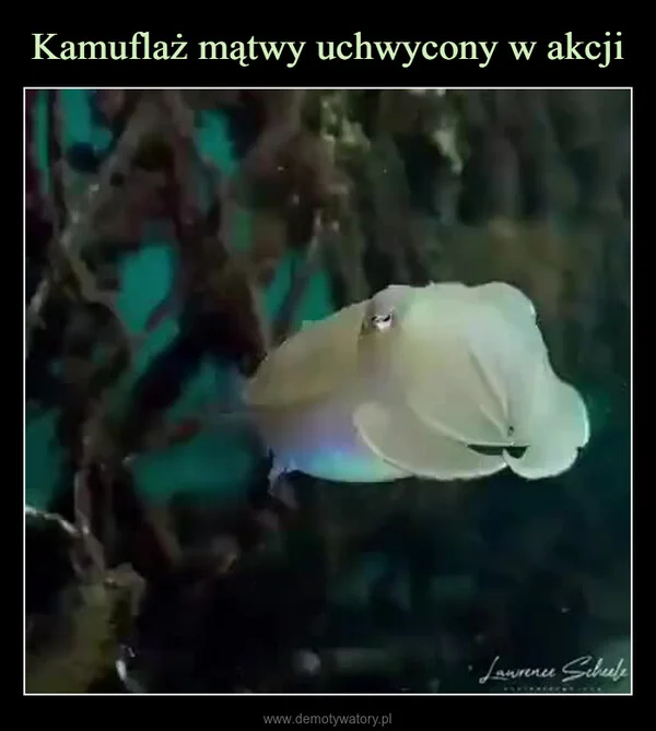 
    Kamuflaż mątwy uchwycony w akcji