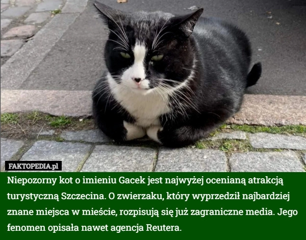 
    Niepozorny kot o imieniu Gacek jest najwyżej ocenianą atrakcją turystyczną