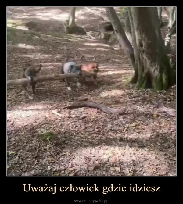 
    Uważaj człowiek gdzie idziesz