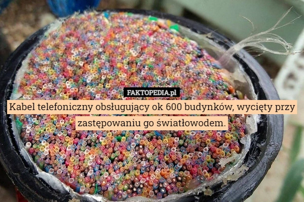 
    Kabel telefoniczny obsługujący ok 600 budynków, wycięty przy zastępowaniu