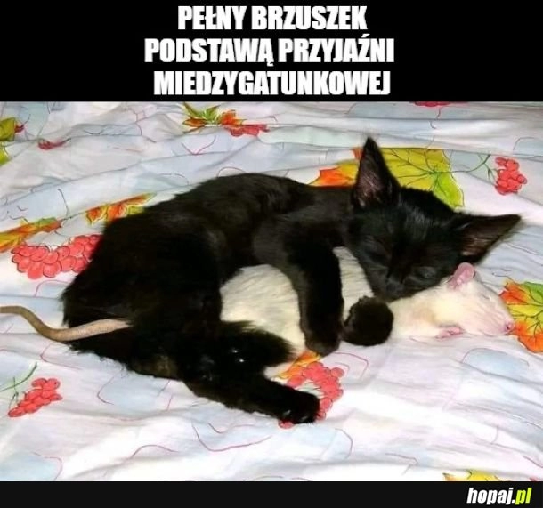 
    Przyjaźń