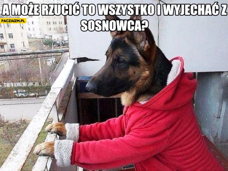 
    A może rzucić to wszystko i wyjechać z Sosnowca pies