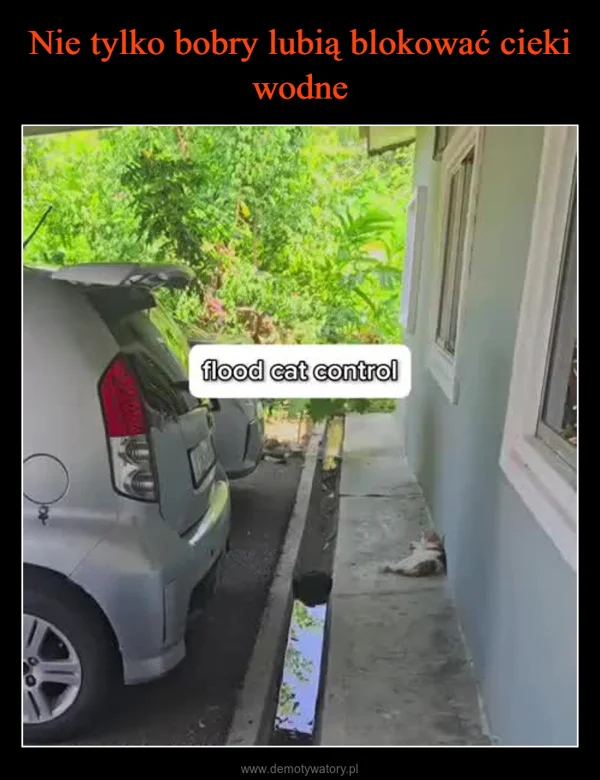 
    Nie tylko bobry lubią blokować cieki wodne
