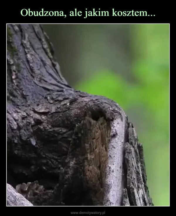 
    Obudzona, ale jakim kosztem...