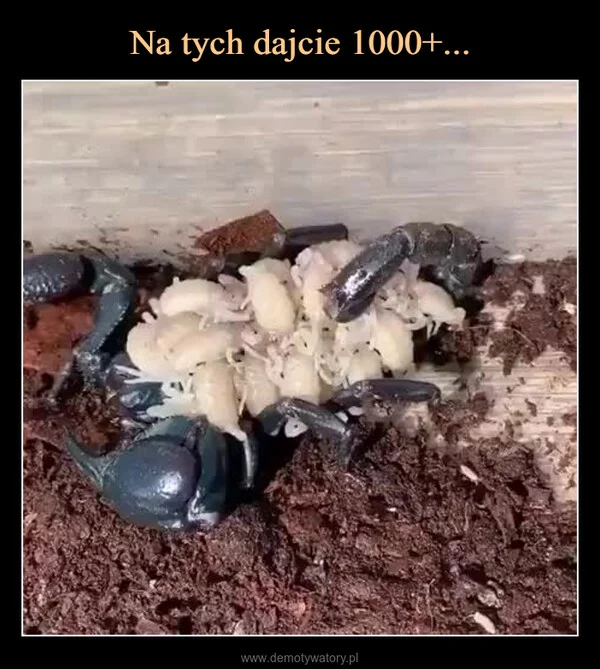 
    Na tych dajcie 1000+...