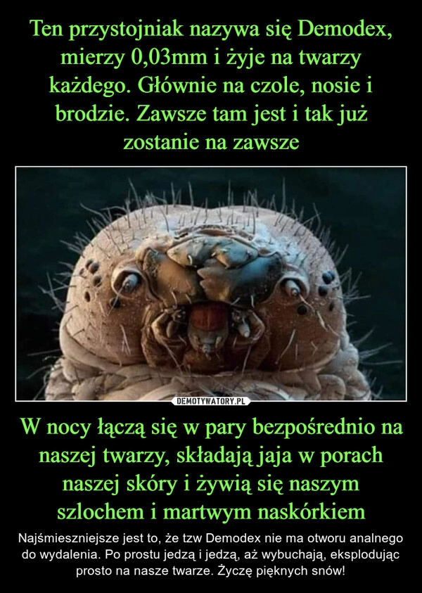 
    Ten przystojniak nazywa się Demodex, mierzy 0,03mm i żyje na twarzy każdego. Głównie na czole, nosie i brodzie. Zawsze tam jest i tak już zostanie na zawsze W nocy łączą się w pary bezpośrednio na naszej twarzy, składają jaja w porach naszej skóry i żywią się naszym szlochem i martwym naskórkiem