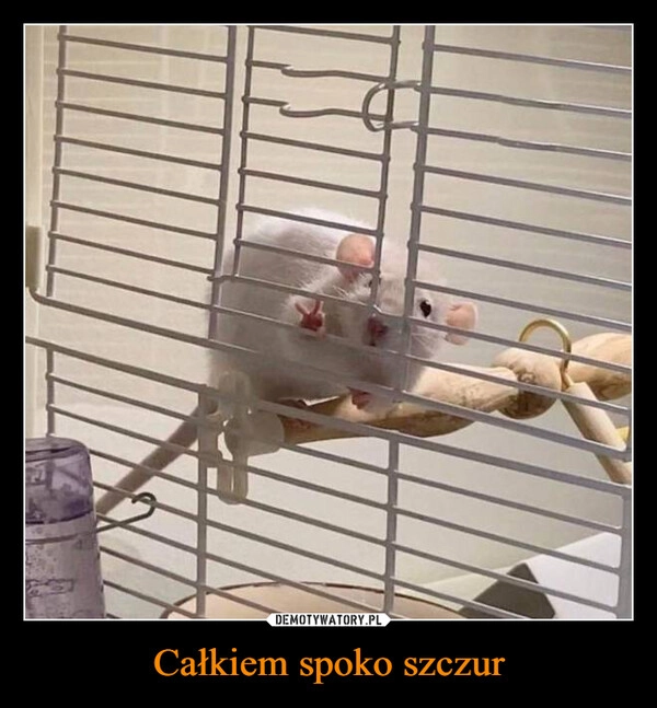
    Całkiem spoko szczur