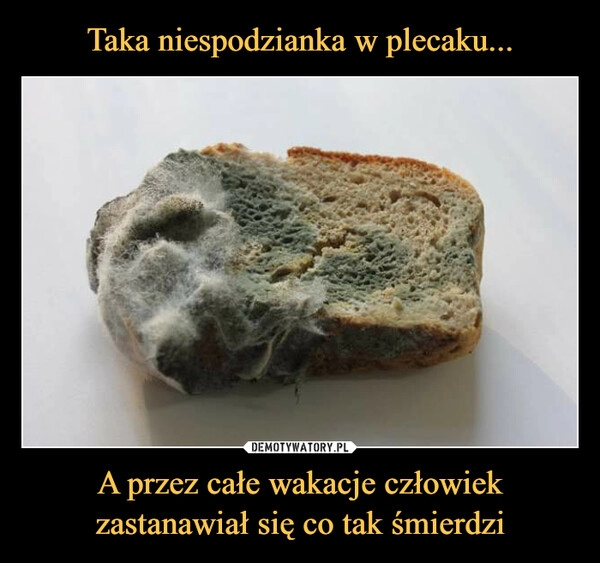 
    Taka niespodzianka w plecaku... A przez całe wakacje człowiek zastanawiał się co tak śmierdzi