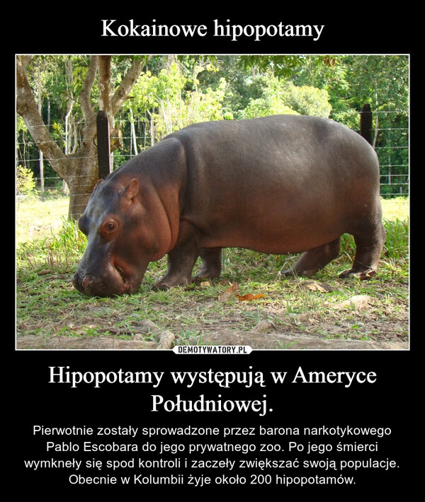 
    Kokainowe hipopotamy Hipopotamy występują w Ameryce Południowej.